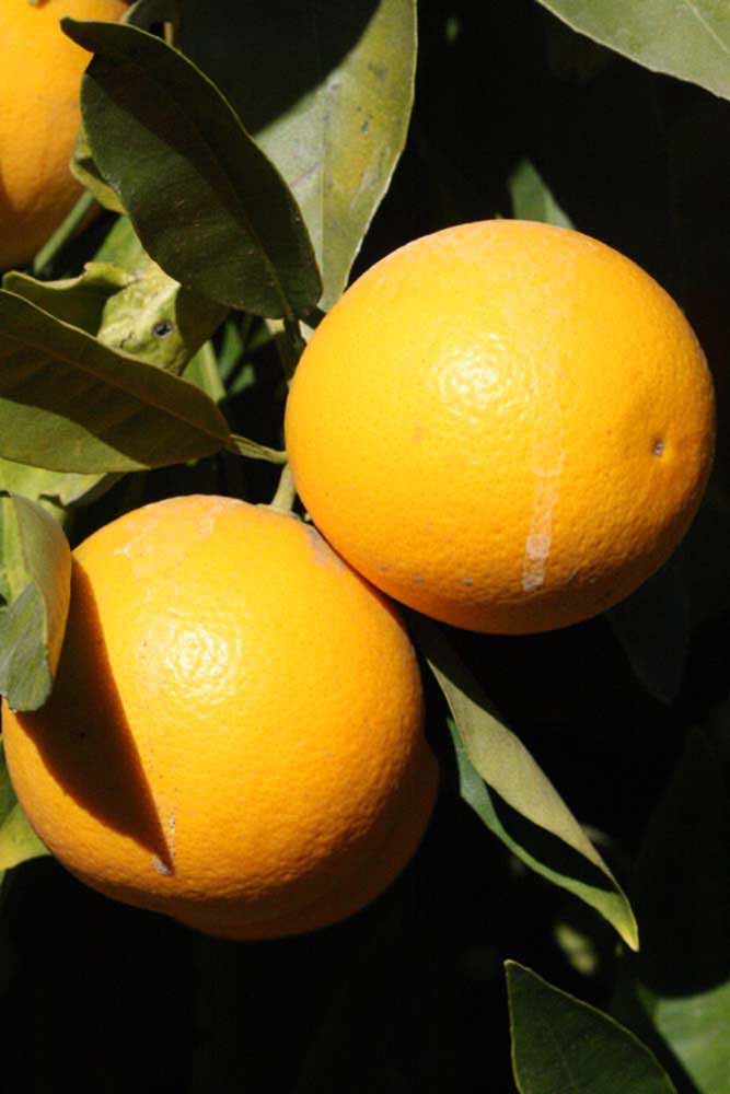            Fruit (Riverside, CA)   